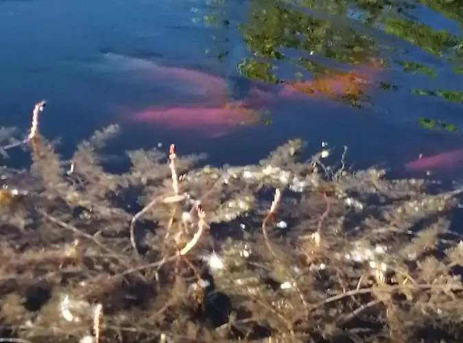 Oasi Bianca Resort *